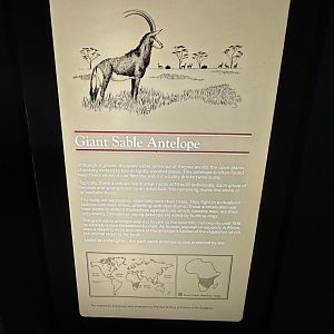 May 2025 - Africa - Sable Antelope Signage