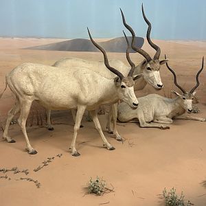 May 2025 - Africa - Addaxes