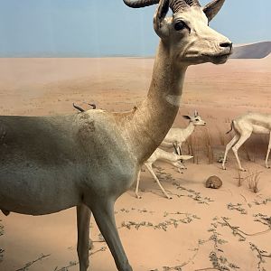 May 2025 - Africa - Dama Gazelle