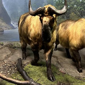 May 2025 - Asia - Sichuan Takin