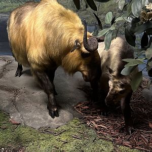 May 2025 - Asia - Sichuan Takin with Calf