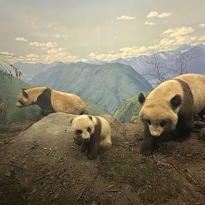 May 2025 - Asia - Giant Pandas