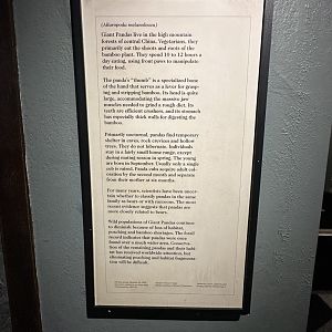 May 2025 - Asia - Giant Panda Signage