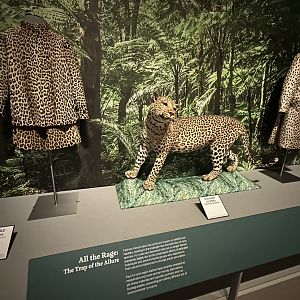 May 2025 - The Ecology of Fashion - Leopard Display