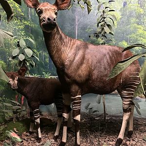 May 2025 - Africa - Okapi with Calf