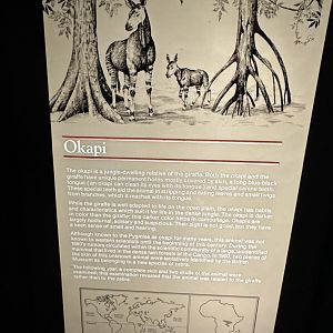 May 2025 - Africa - Okapi Signage