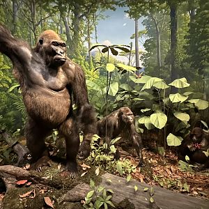 May 2025 - Africa - Lowland Gorillas