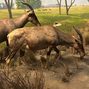 May 2025 - Africa - Topi