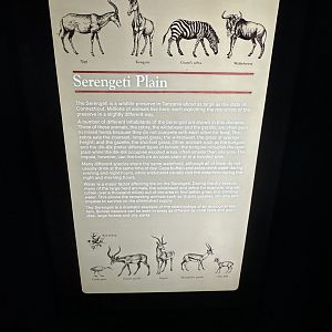May 2025 - Africa - Serengeti Signage