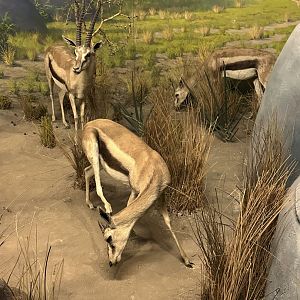May 2025 - Africa - Thomson’s Gazelles