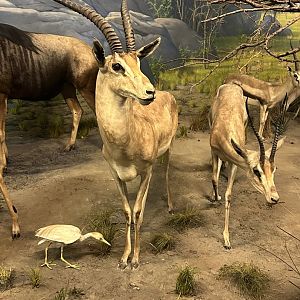 May 2025 - Africa - Grant’s Gazelles