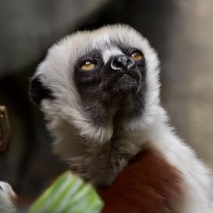 Coquerel's Sifaka (Propithecus coquereli)