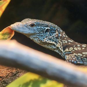Blue Tree Monitor (Varanus macraei) young