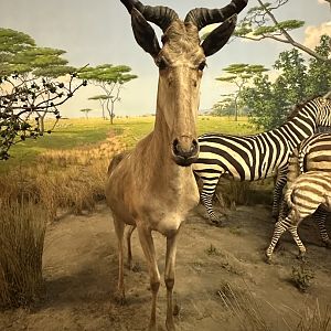 May 2025 - Africa - Kongoni (Hartebeest)
