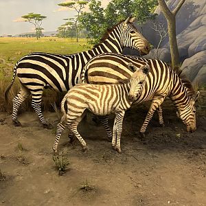 May 2025 - Africa - Plains (Grant’s) Zebras