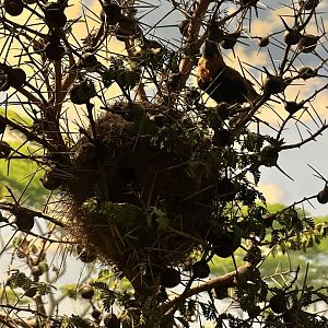 May 2025 - Africa - Red Bishop (Euplectes sp.)