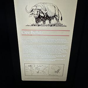 May 2025 - Africa - Buffalo Signage