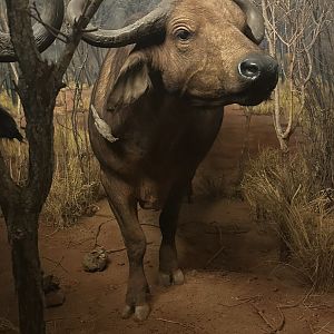 May 2025 - Africa - Cape (African) Buffalo