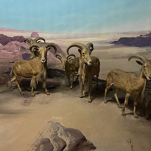 May 2025 - Africa - Aoudads