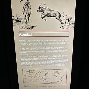 May 2025 - Africa - Aoudad Signage