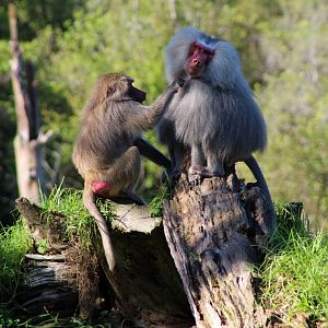 Hamadryas Baboons