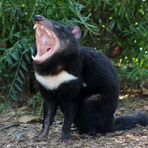 Tasmanian Devil Yawn