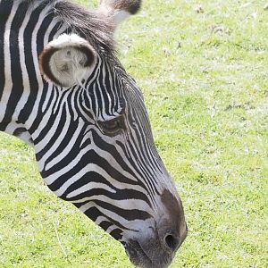 Grevy's Zebra