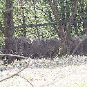 Sounder of Common Warthogs