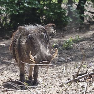 Common Warthog