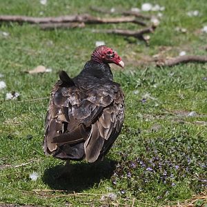 Turkey Vulture (Wild)