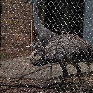 Sandhill Crane and Greater Rhea
