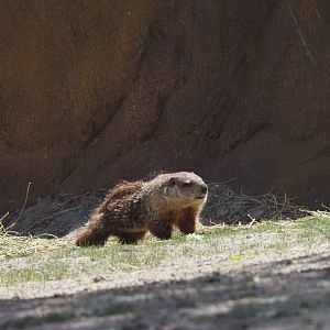 Wild Groundhog in Gorilla Habitat