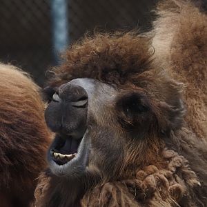 Domestic Bactrian Camel