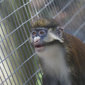 Schmidt's Red-Tailed Guenon