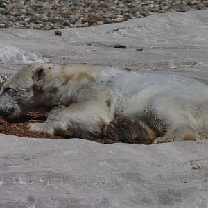 Polar Bear 2