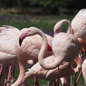 Greater Flamingo