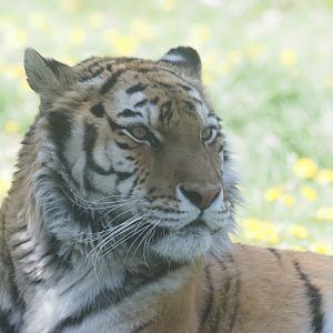 Amur Tiger