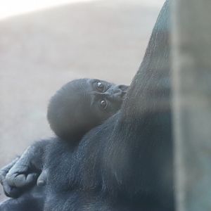 Western Lowland Gorilla Baby "Motema" and Mother "Bandia"