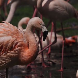 Chilean Flamingo