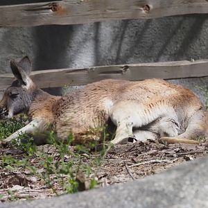 Red Kangaroo