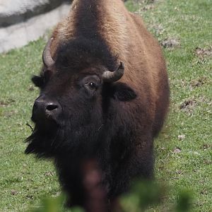 American Plains Bison