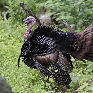 Eastern Wild Turkey (Meleagris gallopavo silvestris) male
