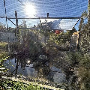 Wildbase Recovery Center - Pāteke Aviary