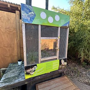 Wildbase Recovery Center - Juvenile Tuatara Exhibit