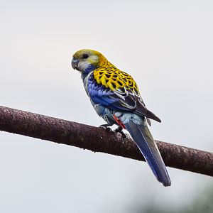 Pale-headed Rosella