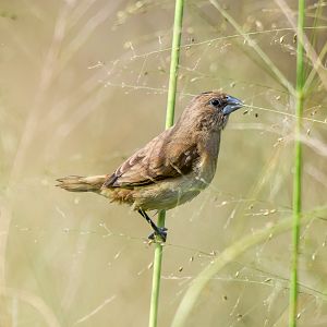 Chestnut-breasted Mannikin