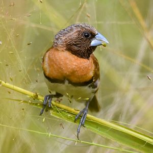 Chestnut-breasted Mannikin