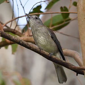 Grey Shrike-thrush