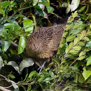 Pheasant Coucal