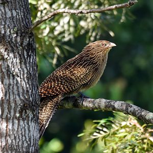 Pheasant Coucal